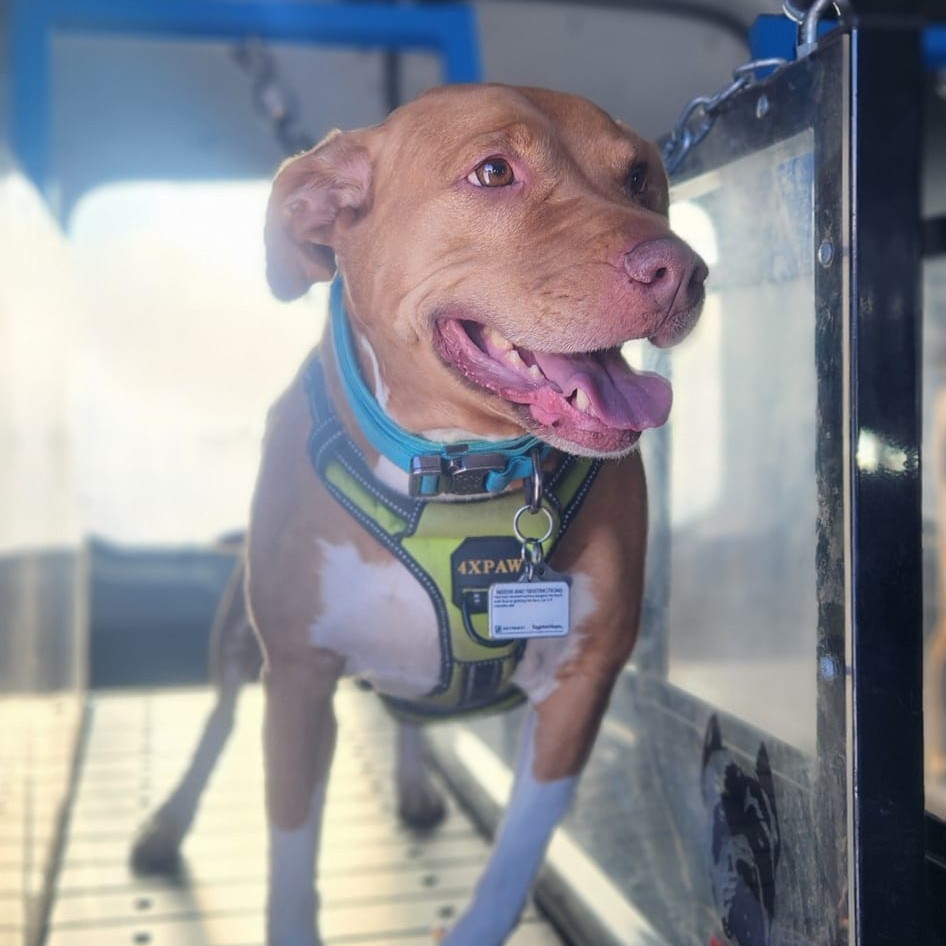 k9-one