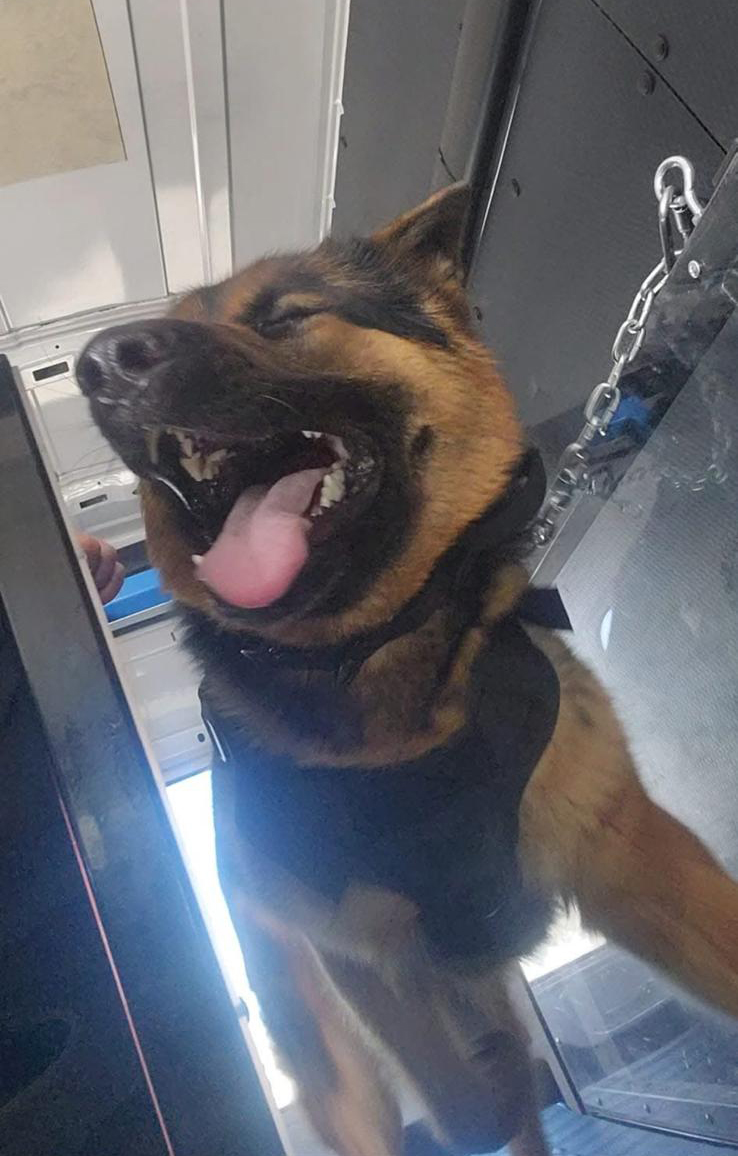 K9 on the Run